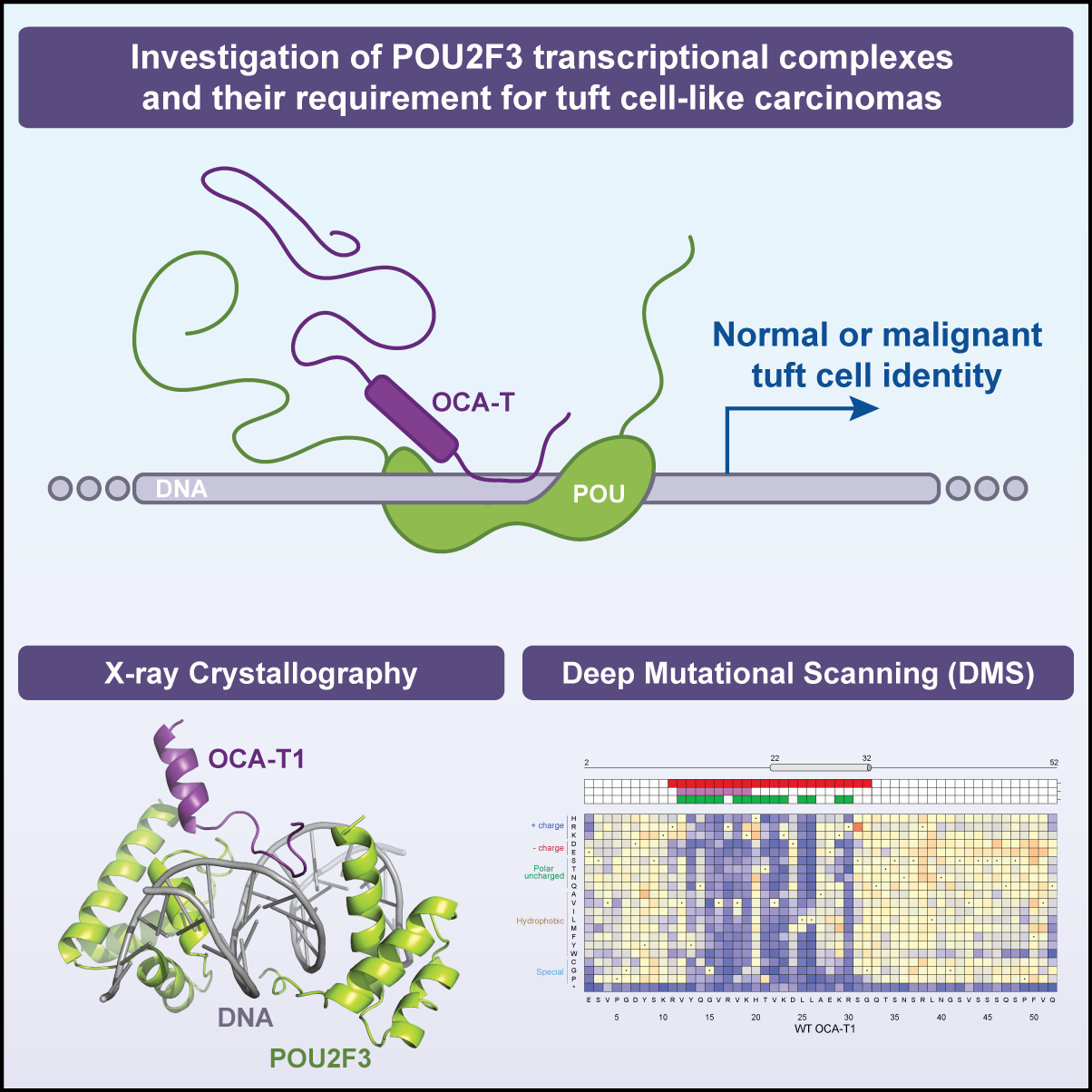 POU2F3 transcriptional complexes and their requirement for tuft cell-like carcinomas