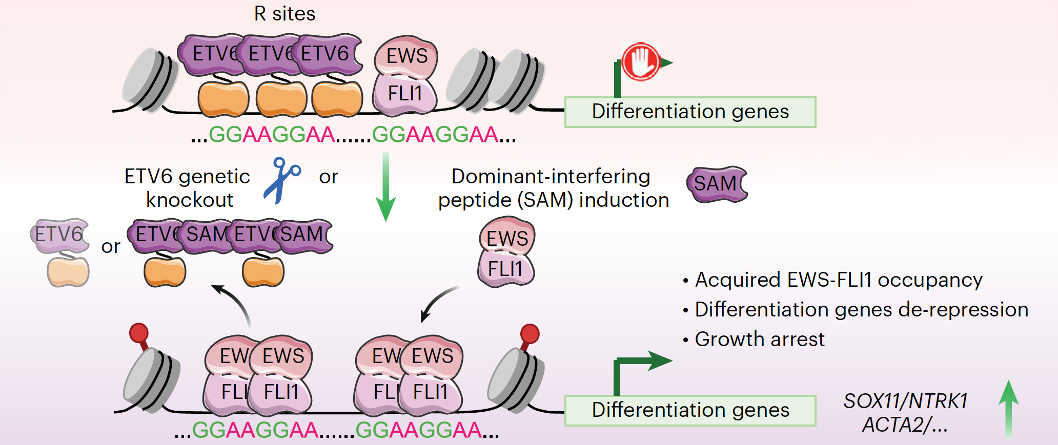 ETV6 dependency in Ewing sarcoma