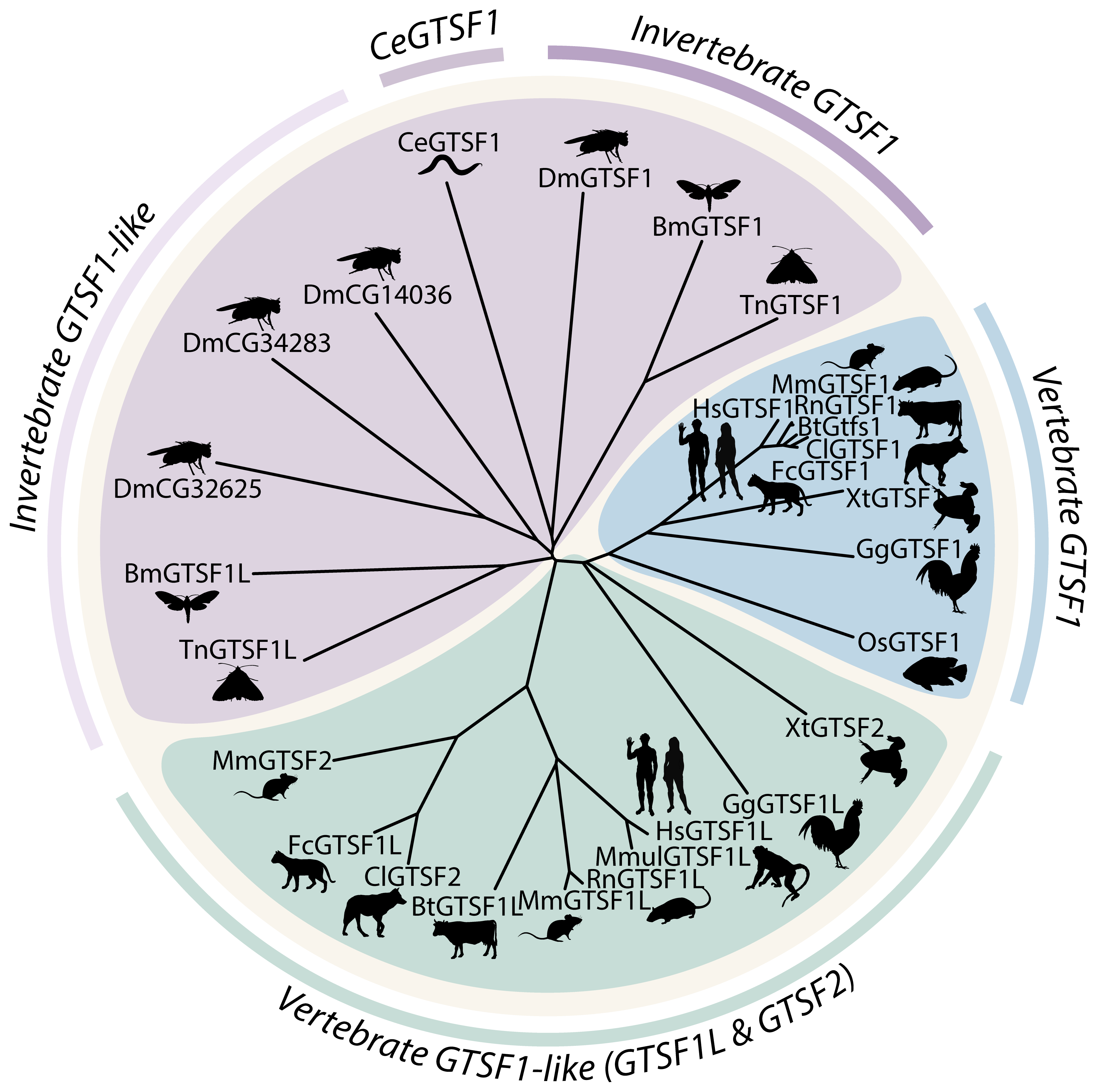GTSF1 evolutionary tree