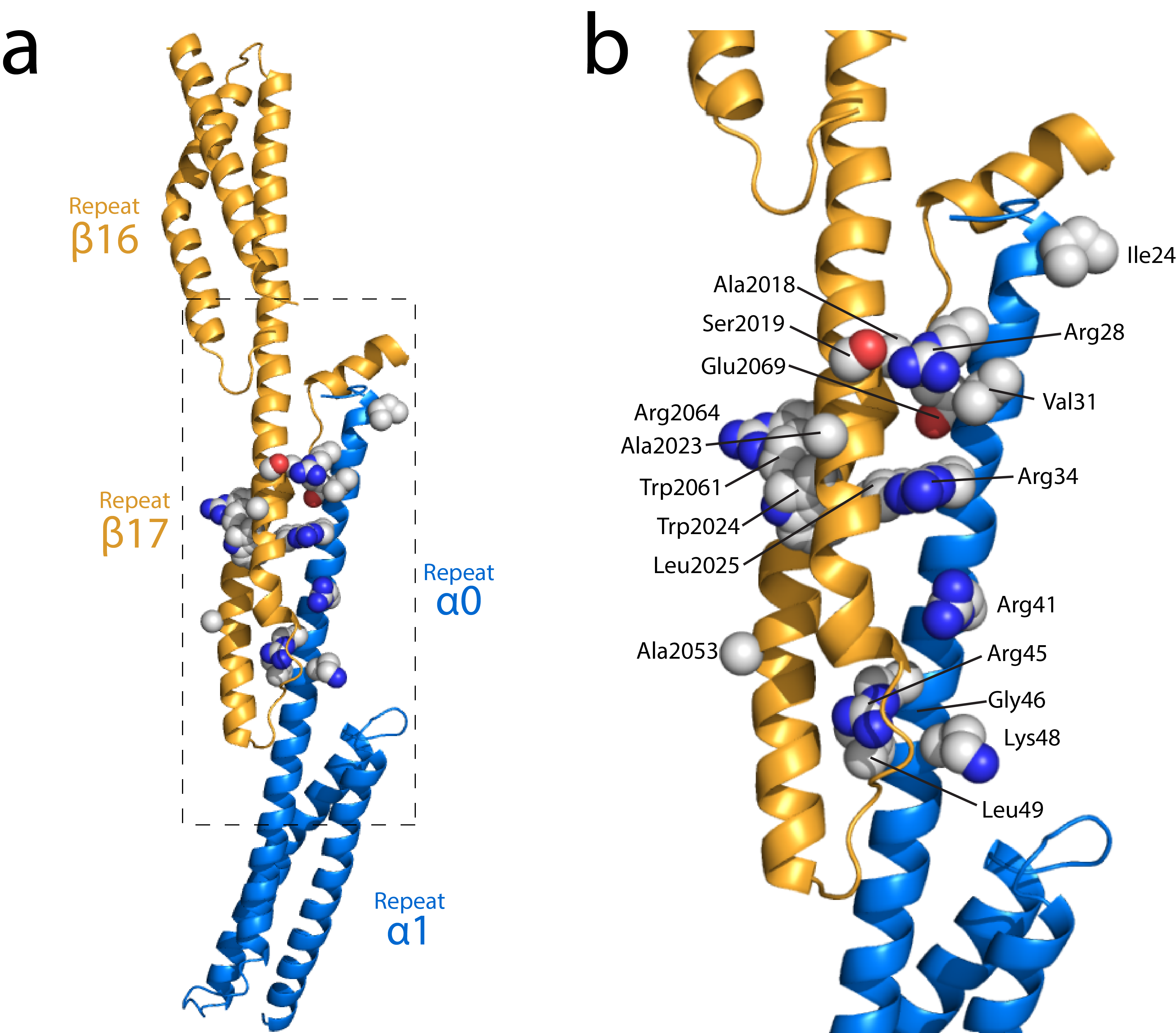Structure of the spectrin tetramerization domains