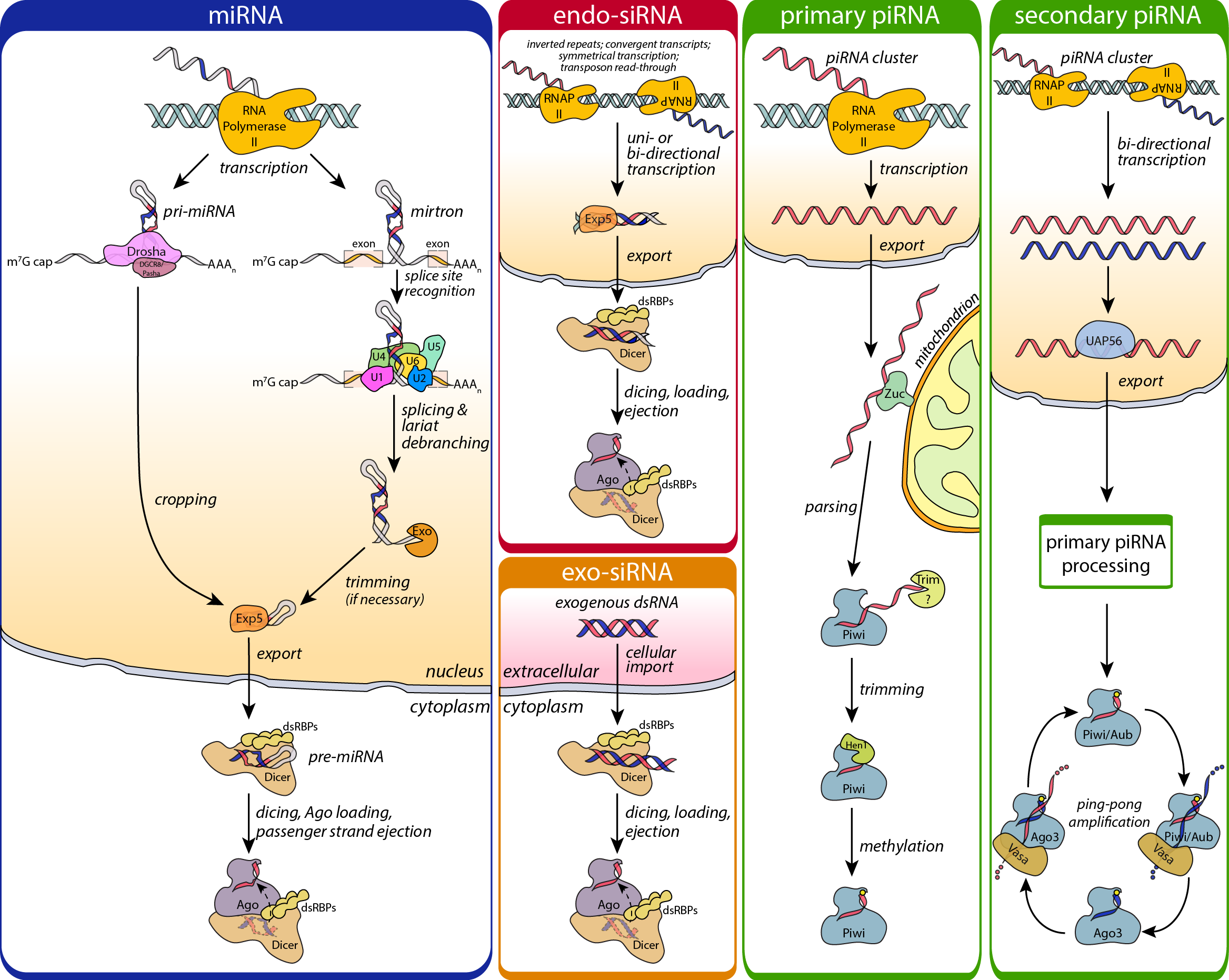 Mechanisms of RNAi