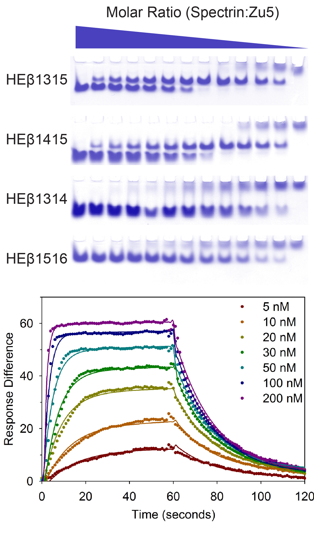 Binding of the spectrin/ankyrin interaction domains