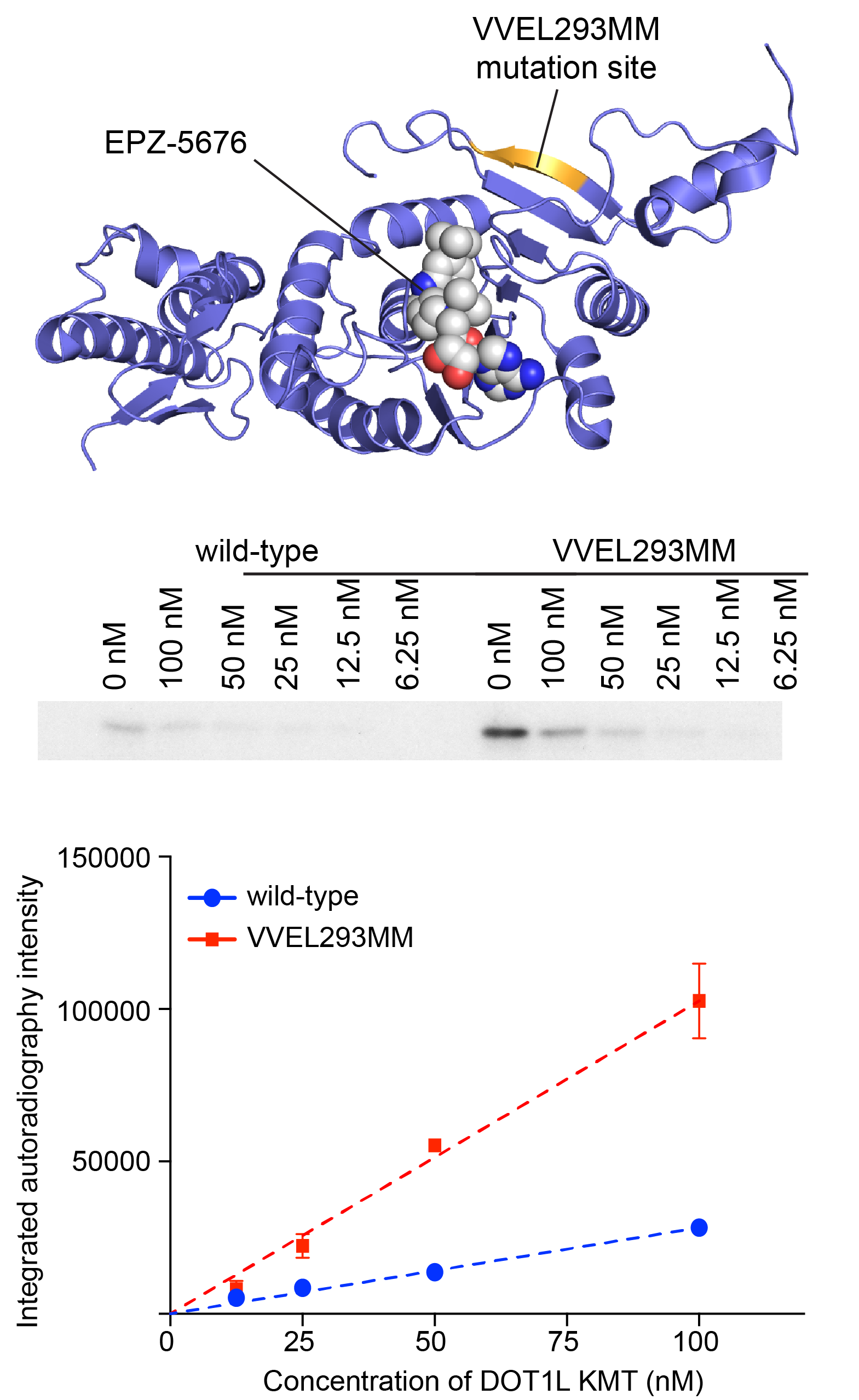 Drug-resistant Dot1L