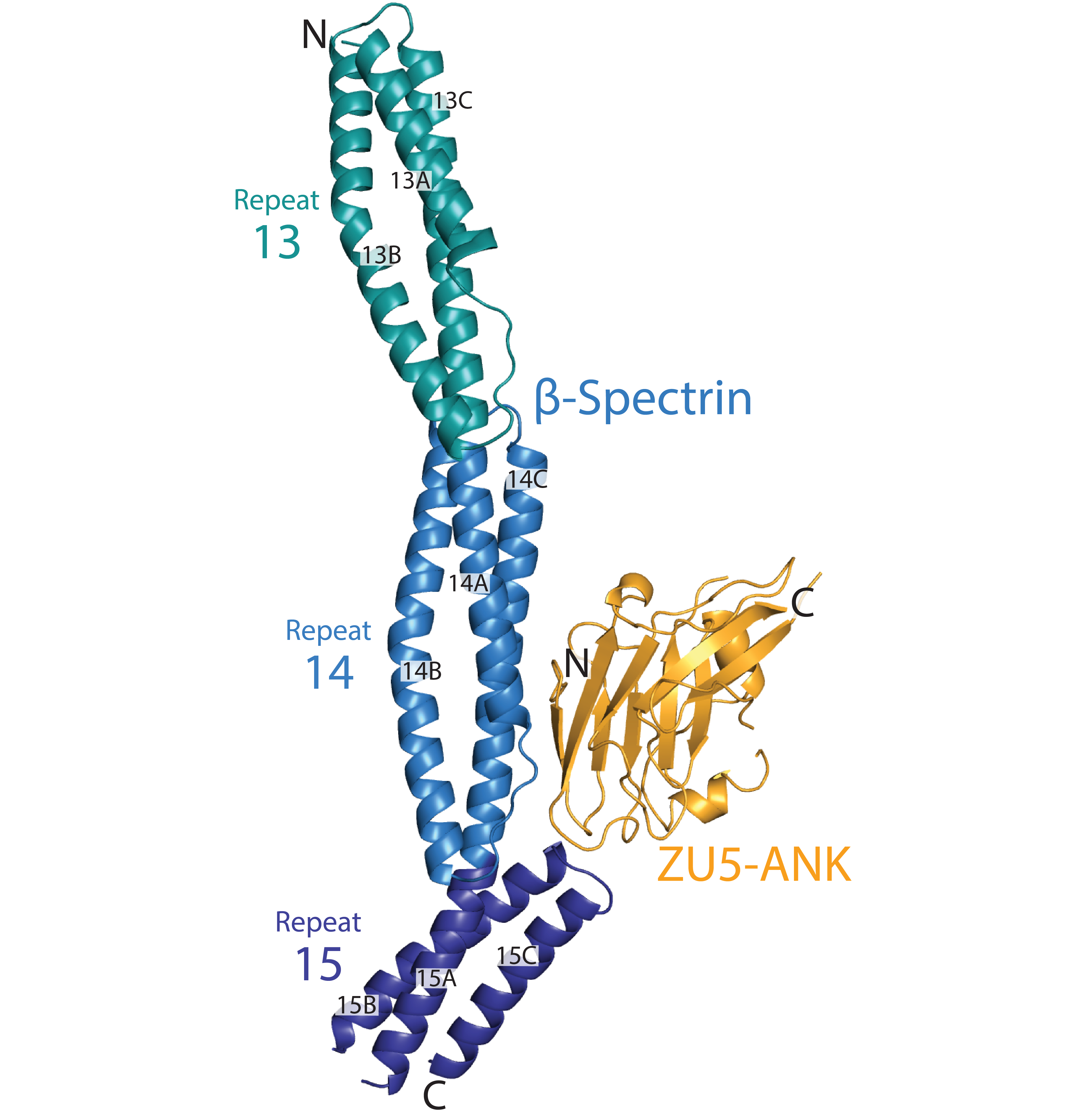 Structure of the spectrin/ankyrin complex