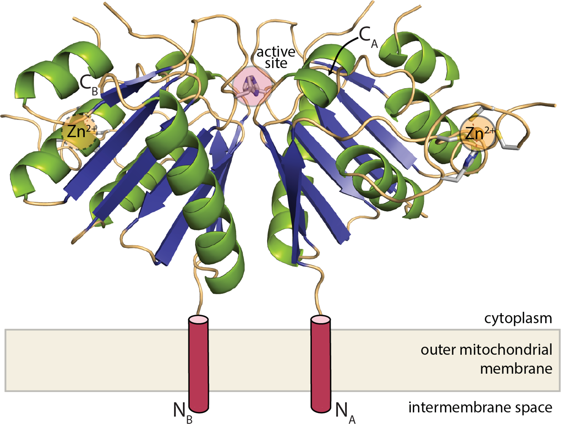 Crystal structure of mZuc