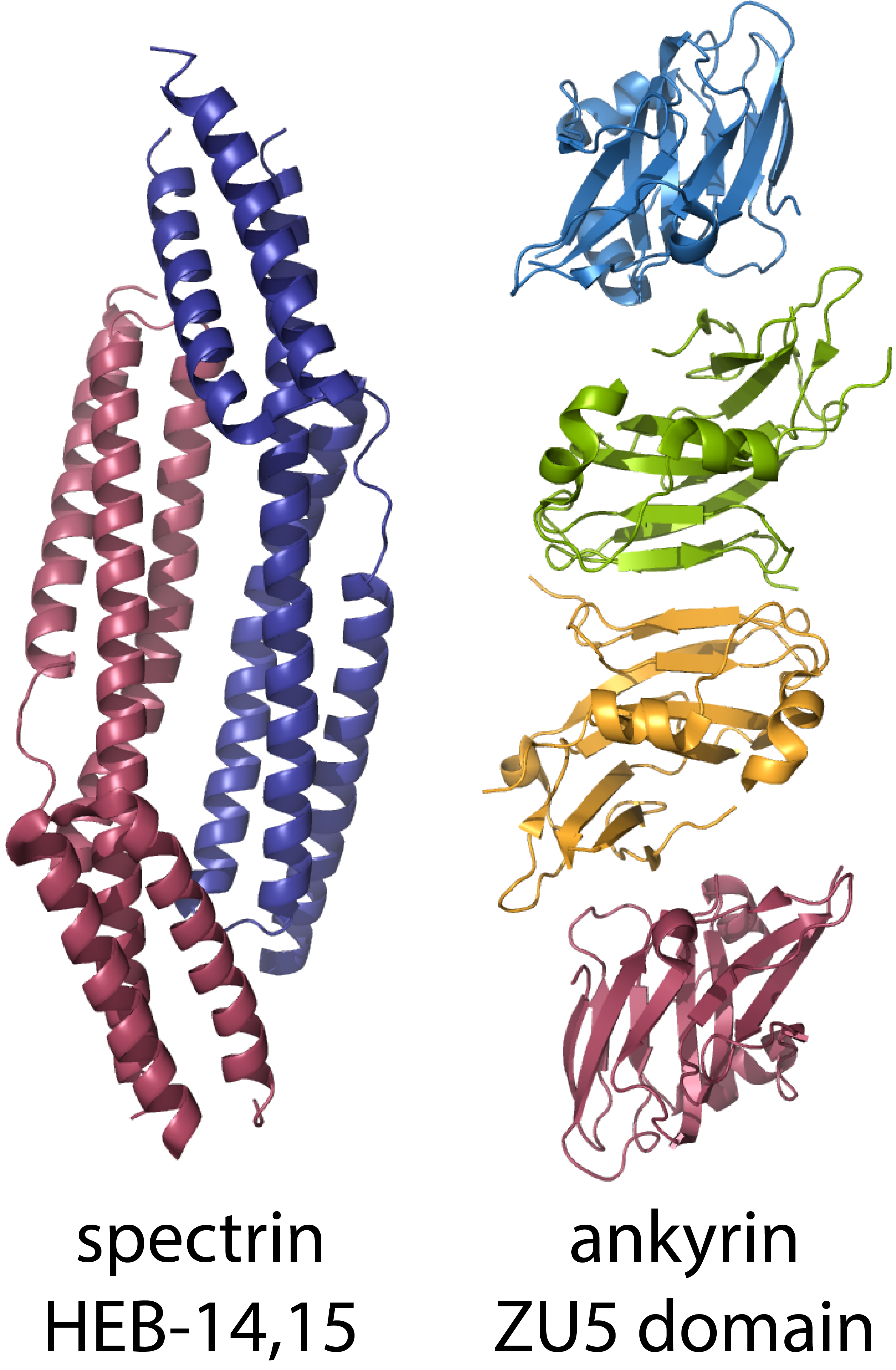 Structures of the spectrin-ankyrin interacting domains