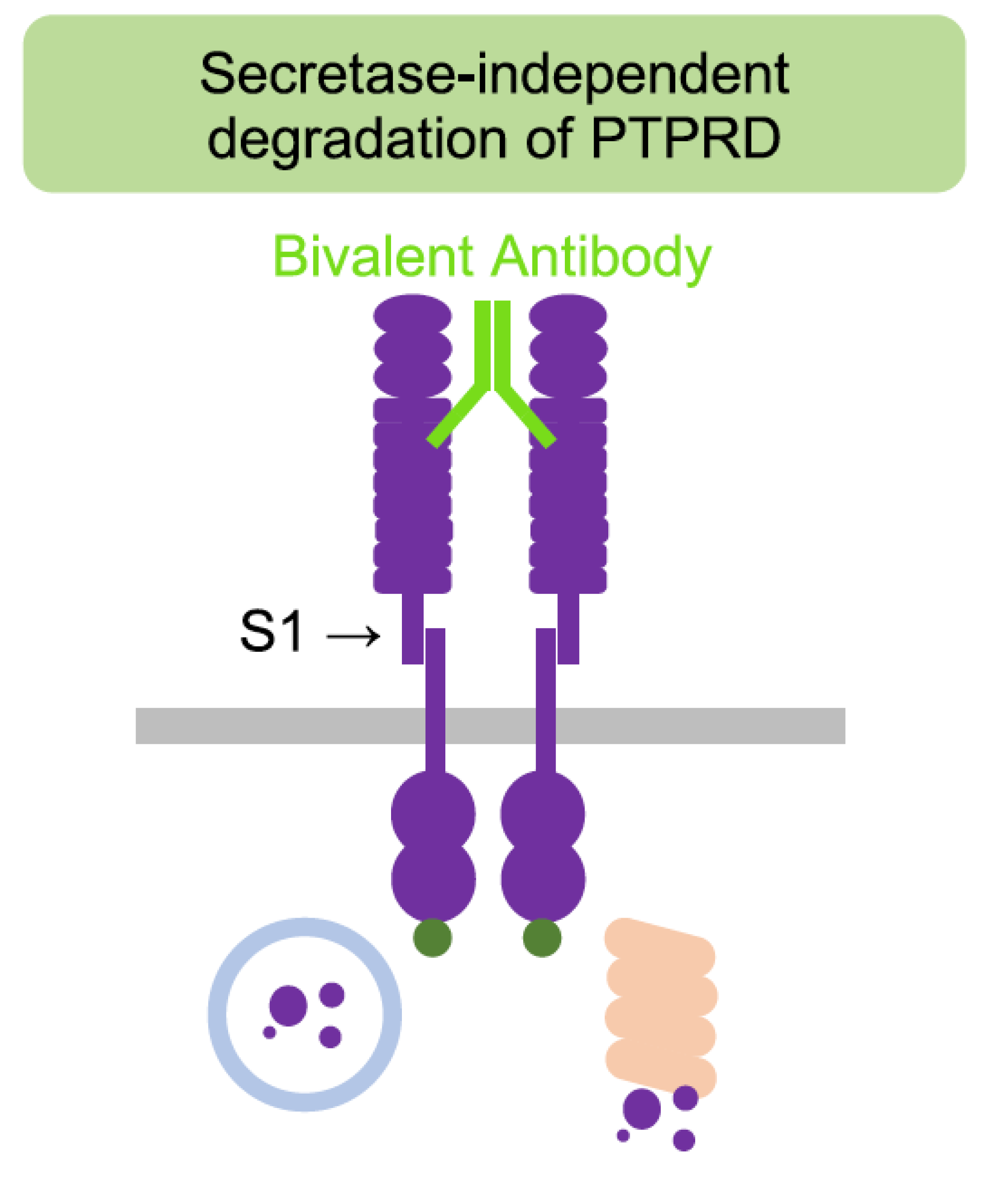 Antibody-induced dimerization of PTPRD