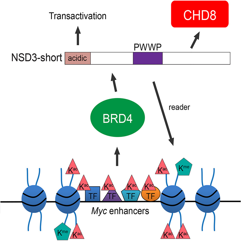 BRD4 in leukemia