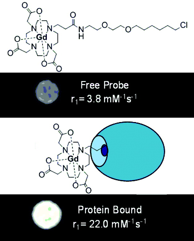 Gadolinium contrast agent for HaloTag